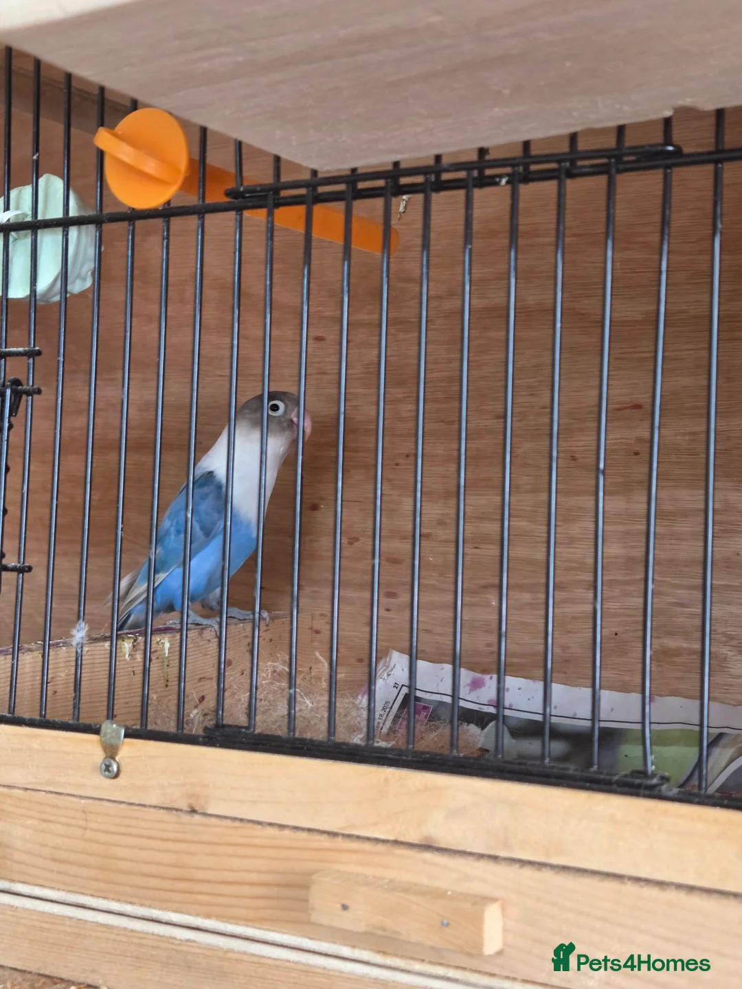 Lovebirds birds for sale: Pair of fischer lovebirds - Advert 1