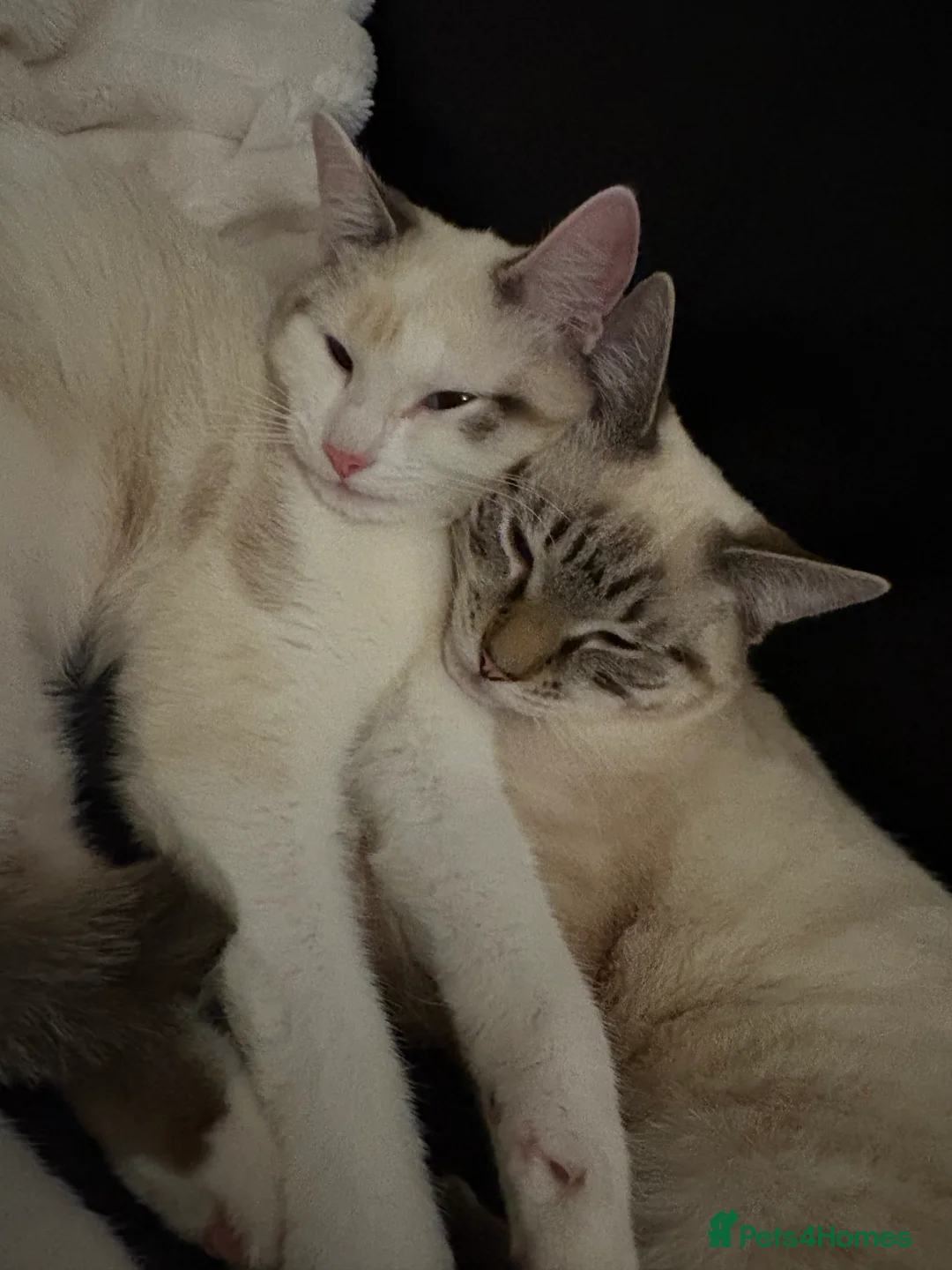 Mixed Breed cats for sale: Two Half Rag half Tabby kittens - Advert 6