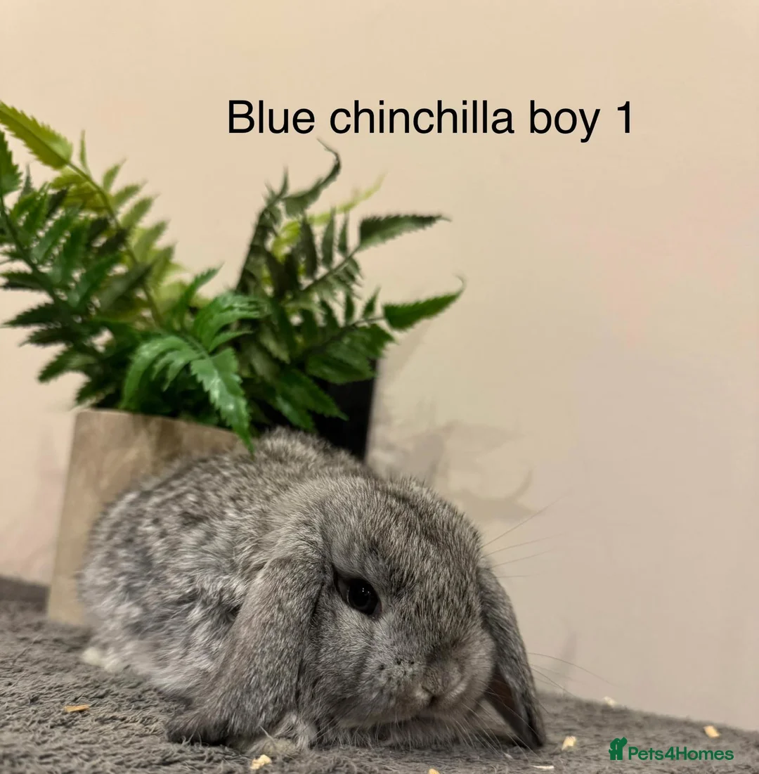 Mini Lop rabbits for sale: Stunning Mini Lops, Ready To Reserve - Advert 11