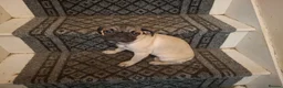 Pug dogs for sale: Lovely pug pups for sale - Advert 14