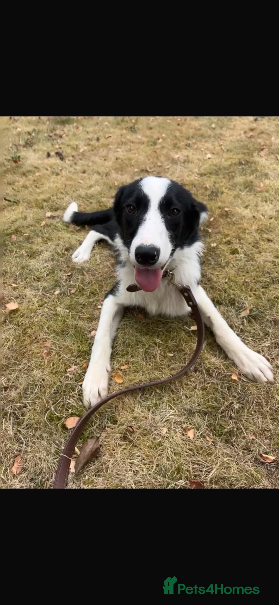 Border Collie dogs Sue - border collie for pet home  - Advert 2