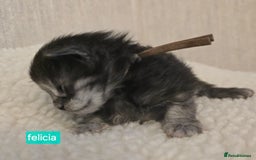 Maine Coon cats for sale: Maine Coon Kittens Smokes Large Russian Lines - Image 12