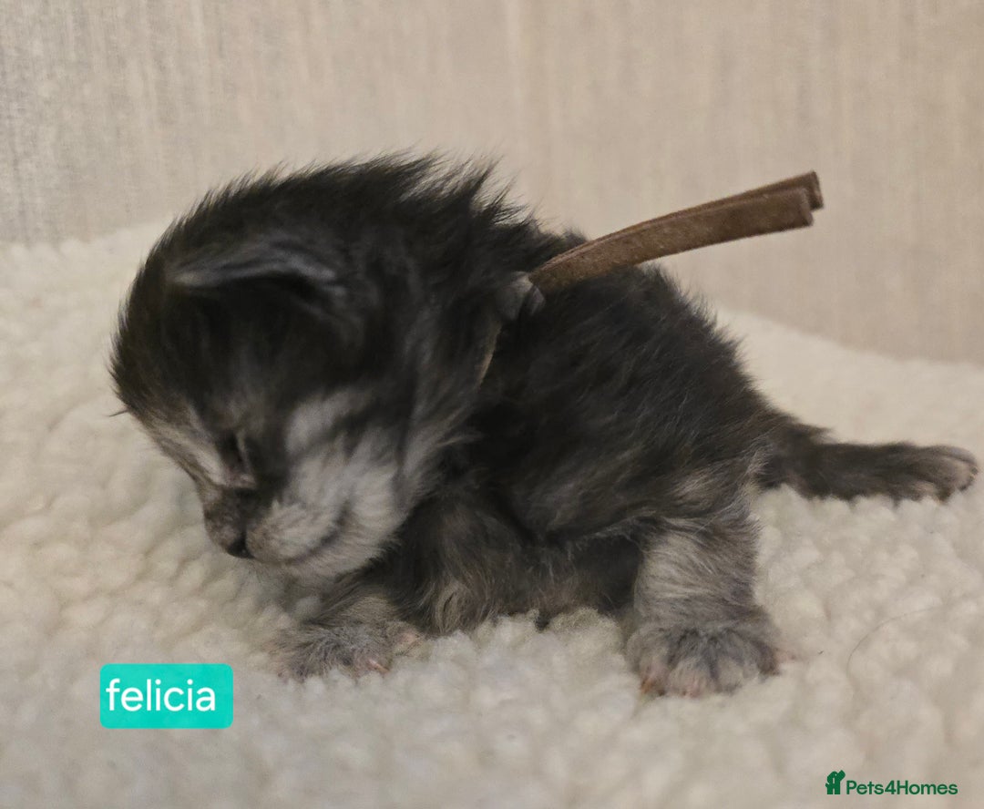 Maine Coon cats for sale: Maine Coon Kittens Smokes Large Russian Lines - Image 12