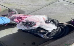 Olde English Bulldogge dogs for stud: Olde English Bulldogge (Black, white and brindle) - Image 28