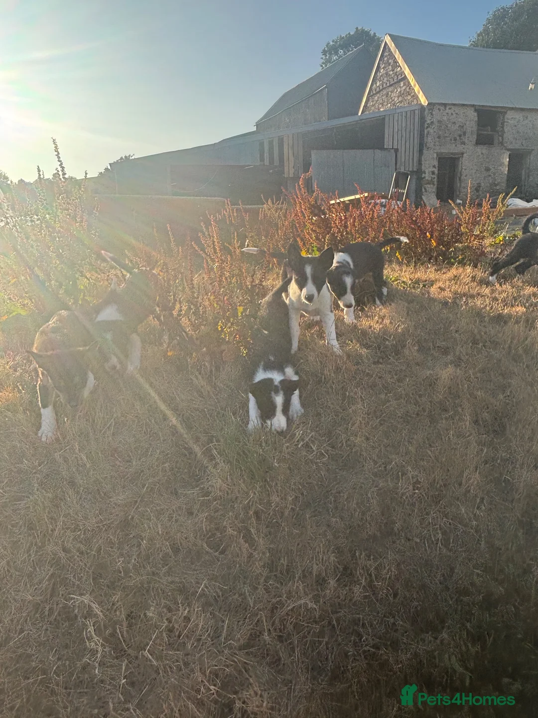 Border Collie dogs for sale: Beautiful pups - Advert 18