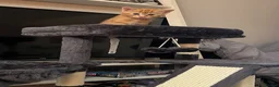 Mixed Breed cats for sale: Beautiful ginger kitten  - Advert 2
