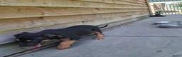 German Shepherd dogs for sale: REDUCED DUE TO MOVING HOME  - Advert 11