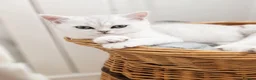 British Shorthair cats for sale: BLH & BSH sisters  - Advert 4