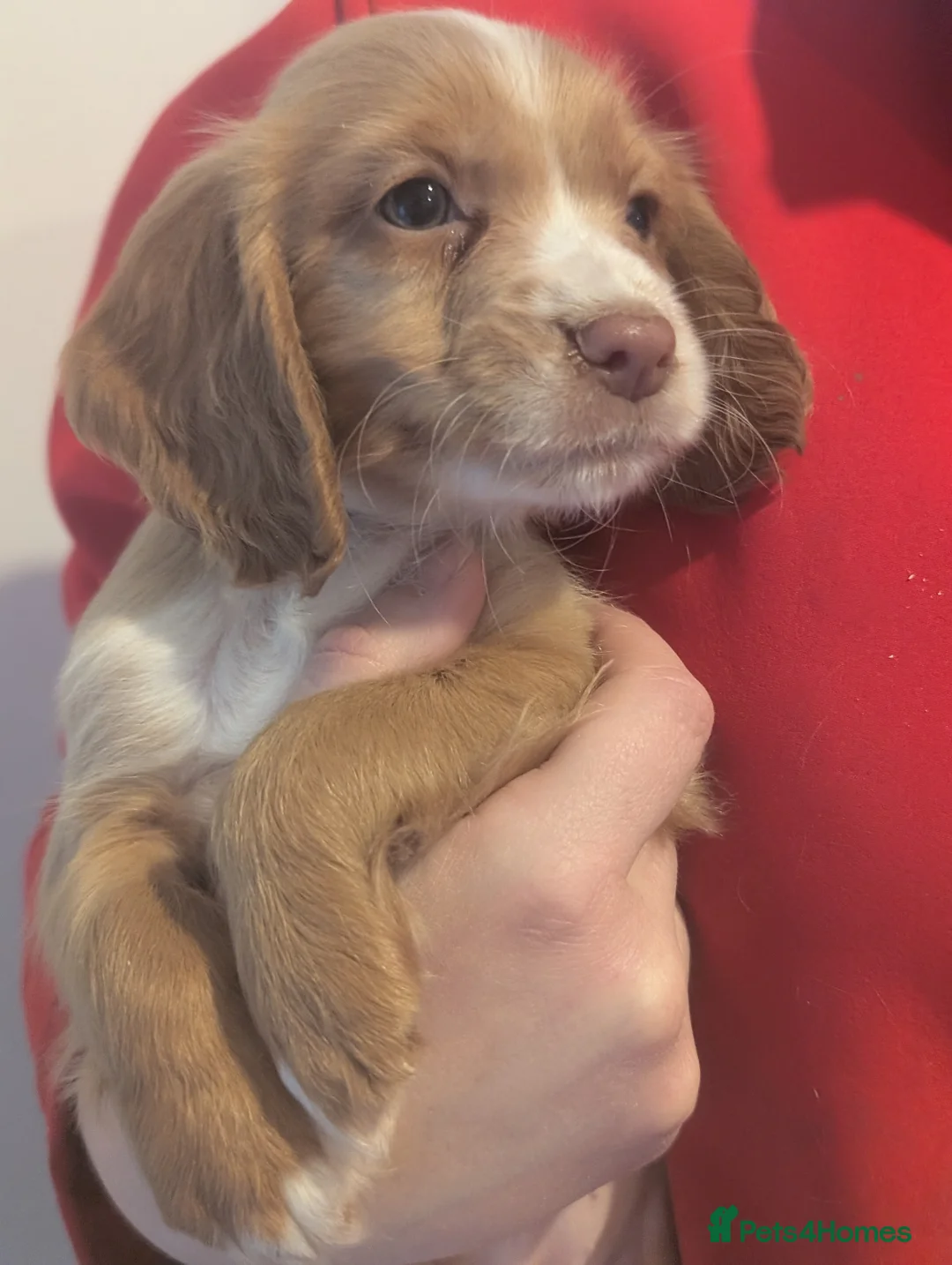 Cocker Spaniel dogs for sale: Pups from Health Tested Champion Trialling lines. - Advert 12