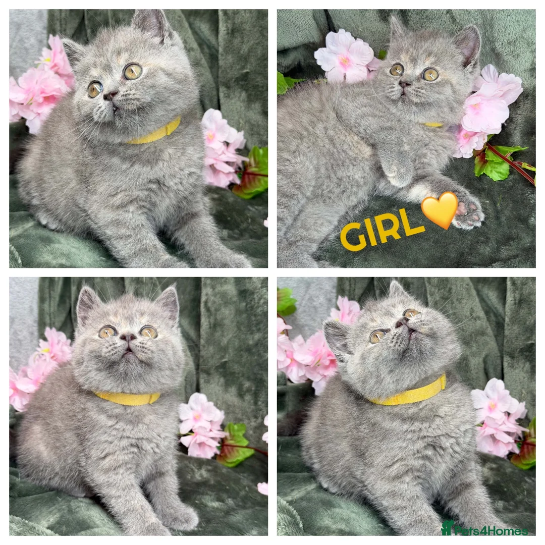 British Shorthair cats for sale: TICA BRITISH SHORTHAIR KITTENS  - Advert 2