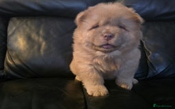 Chow Chow dogs for sale: 💫Stunning Chows Available 🥰❤️ - Image 8