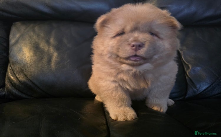 Chow Chow dogs - Advert 1