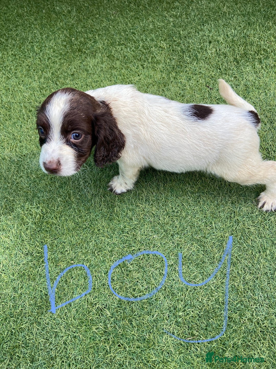 Cocker Spaniel dogs for sale: Cocker spaniels  - Image 2