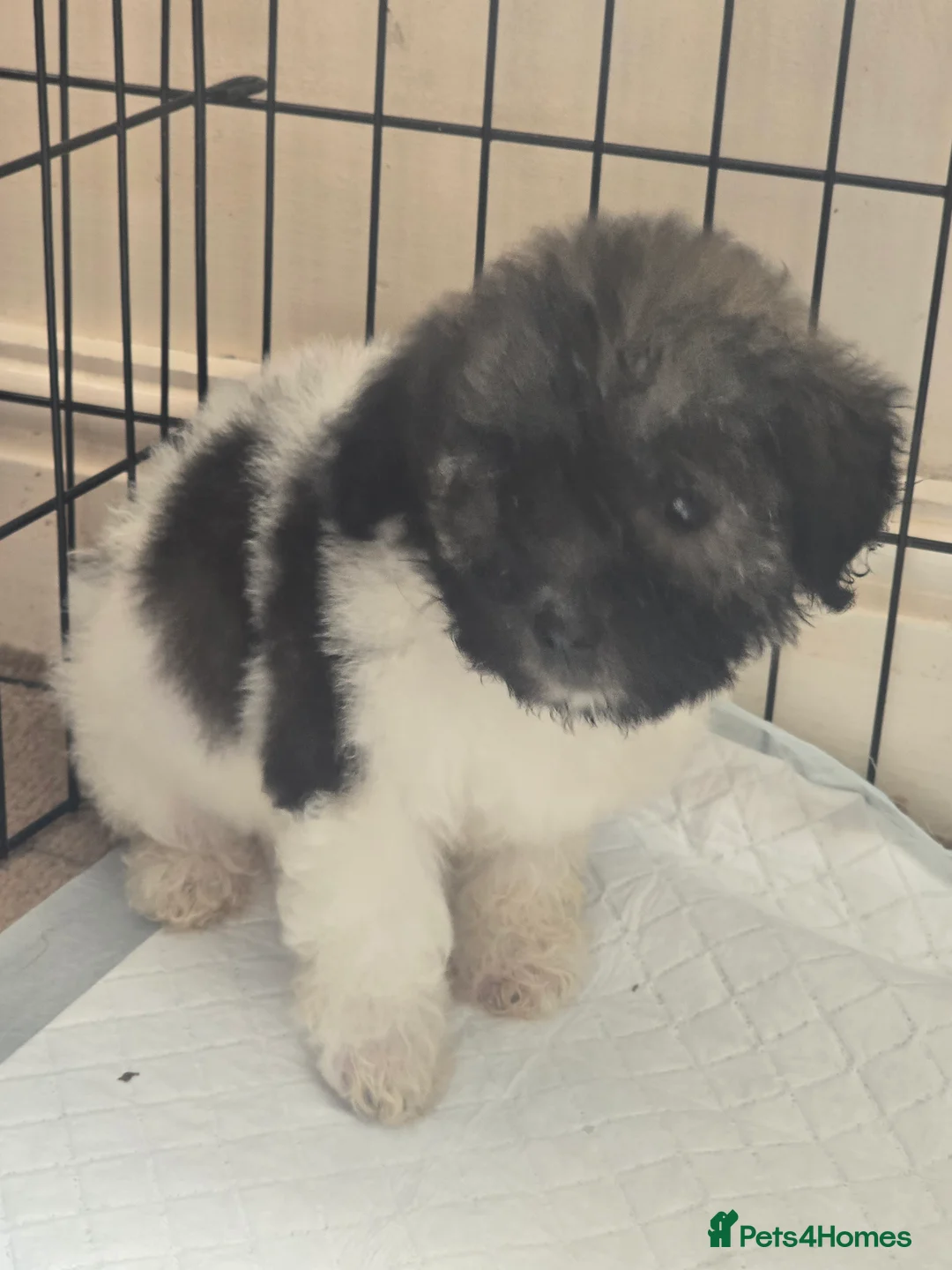 Mixed Breed dogs for sale: Bichon puppies  - Advert 4