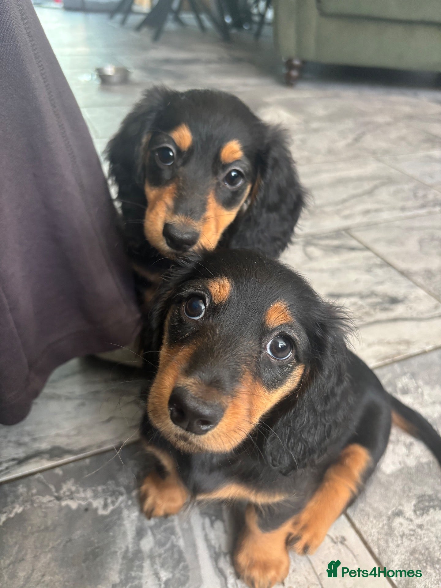 Dachshund dogs Beautiful Dachshund Puppies - Ready Now 🐾 - Advert 1