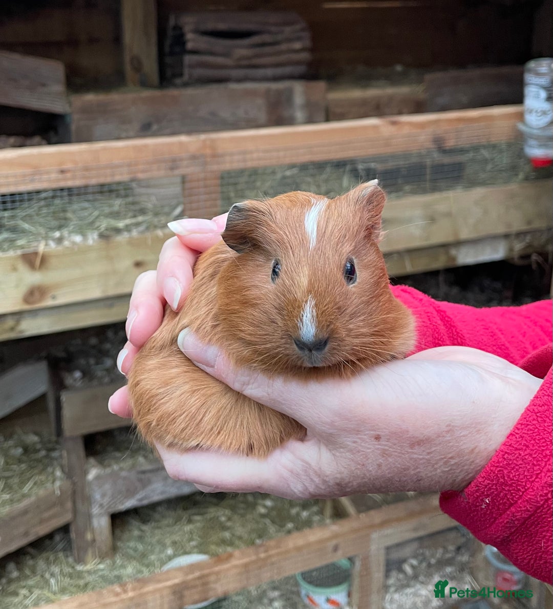 Guinea Pig rodents for sale: LOVELY BONDED BABY GUINEA PIGS - Advert 1
