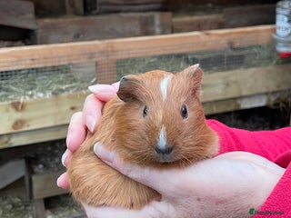 Guinea Pig rodents LOVELY BONDED BABY GUINEA PIGS - Advert 13