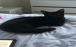 Domestic Shorthair cats for sale: Black kitten for sale  - Image 8