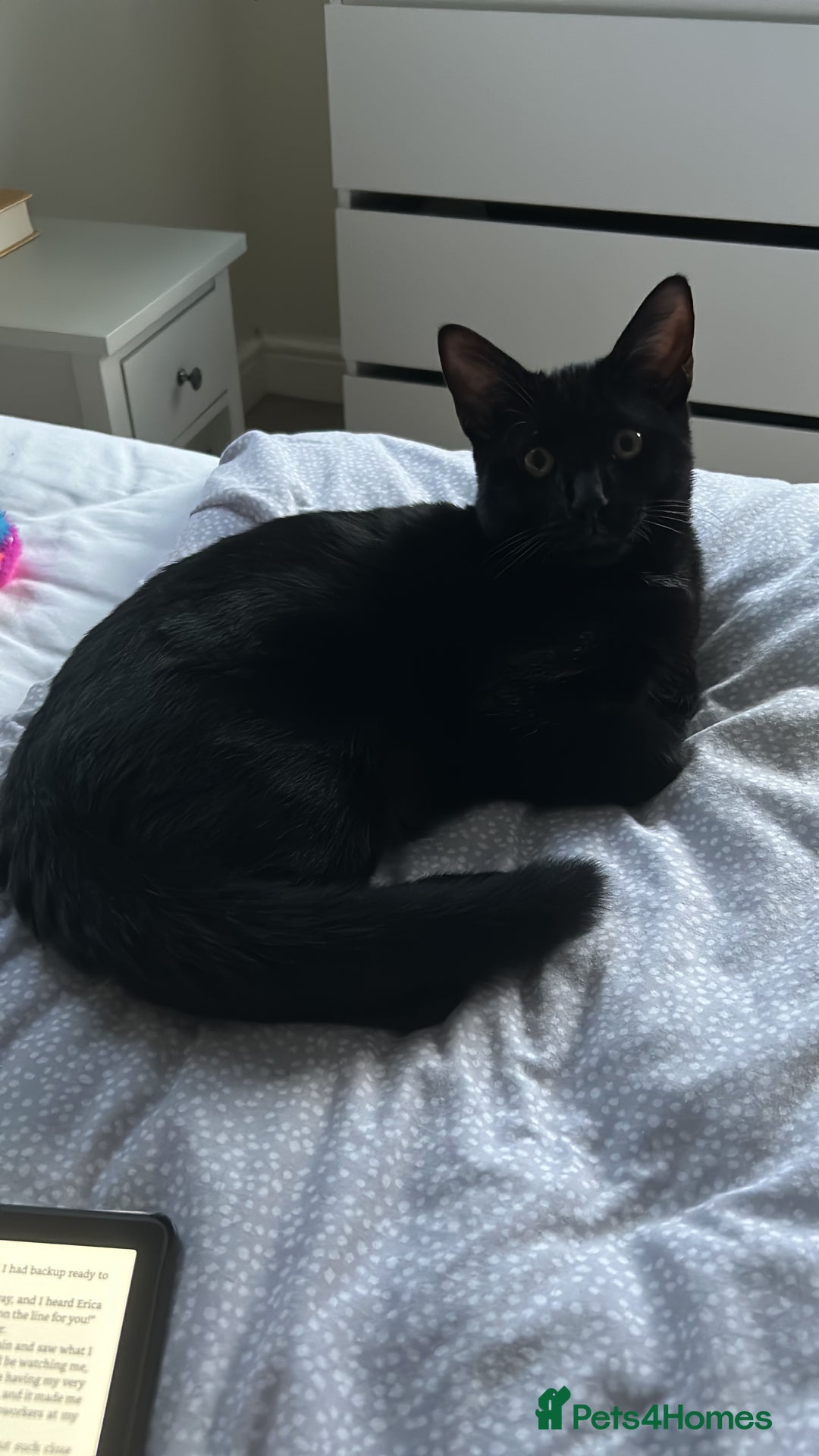 Domestic Shorthair cats for sale: Black kitten for sale  - Image 8