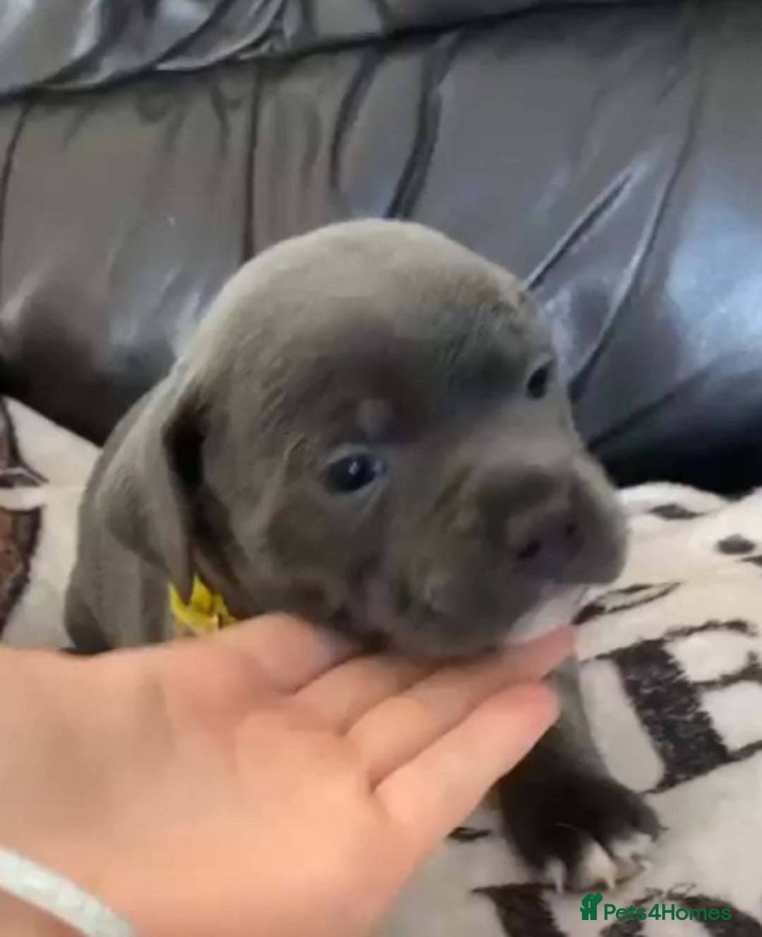 Staffordshire Bull Terrier dogs for sale: Blue staff pups - Image 4