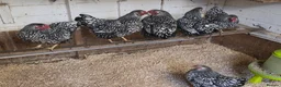 Chickens poultry for sale: silver laced wyandottes hens - Advert 4