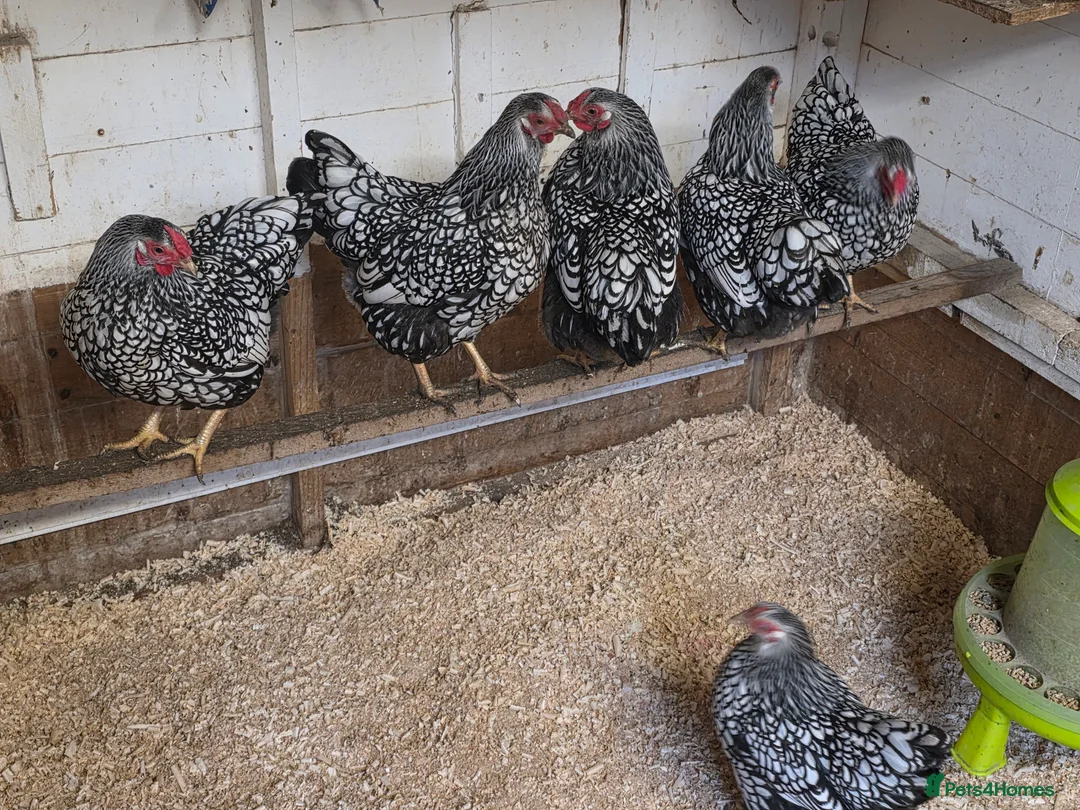 Chickens poultry for sale: silver laced wyandottes hens - Advert 4