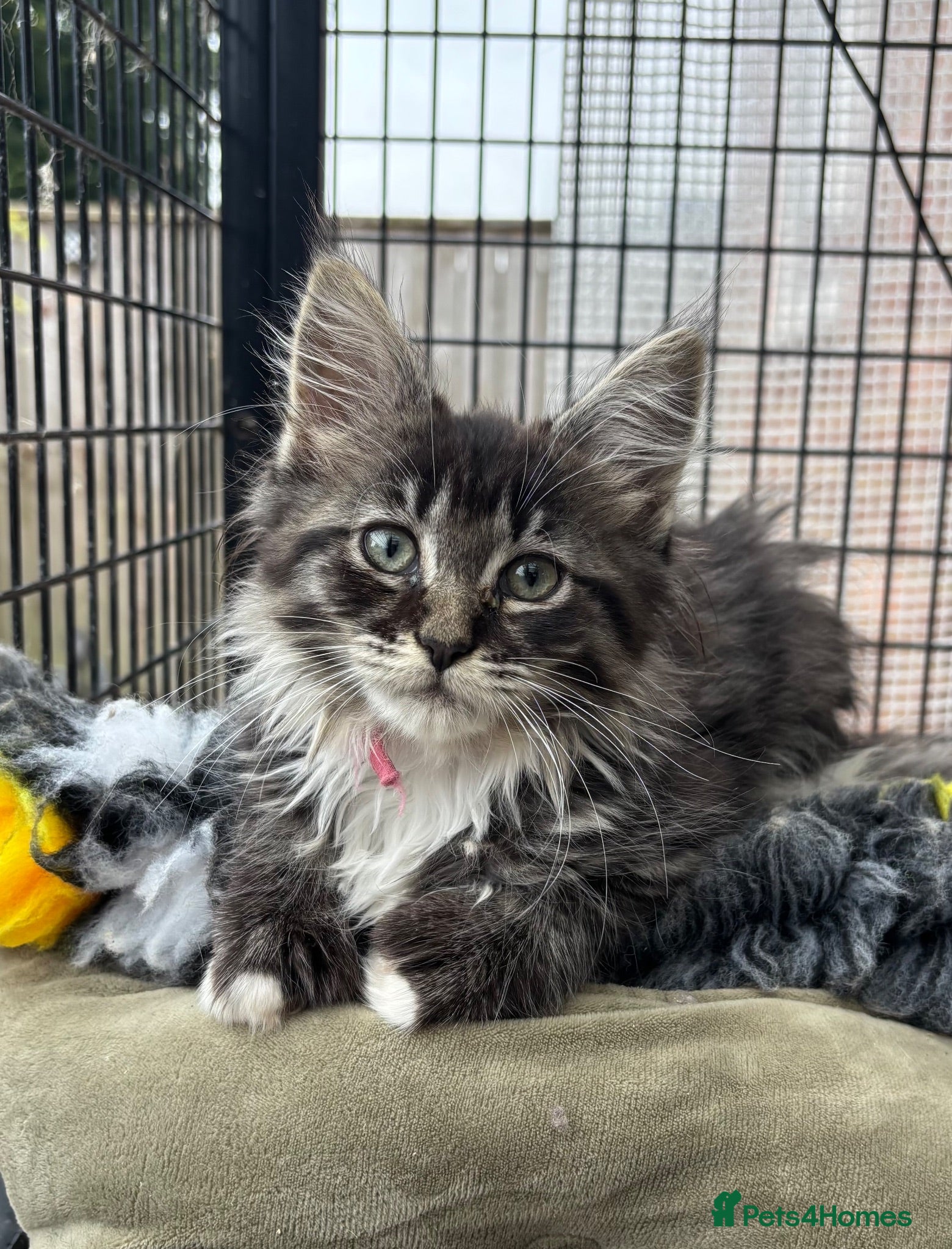 Maine Coon cats POLYDACTYL MAINE COON KITTENS.LAST 2.  - Advert 2