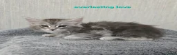 Maine Coon cats for sale: STUNNING RARE Maine Coons Shaded Shell Silver - Advert 6