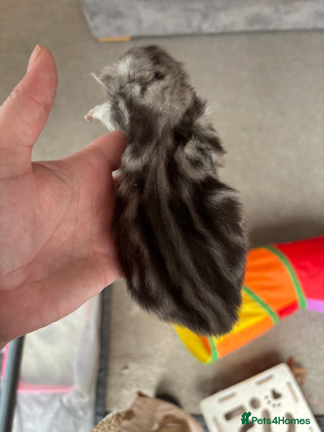 Persian cats for sale: Stunning Persian X maincoon kittens - Advert 14