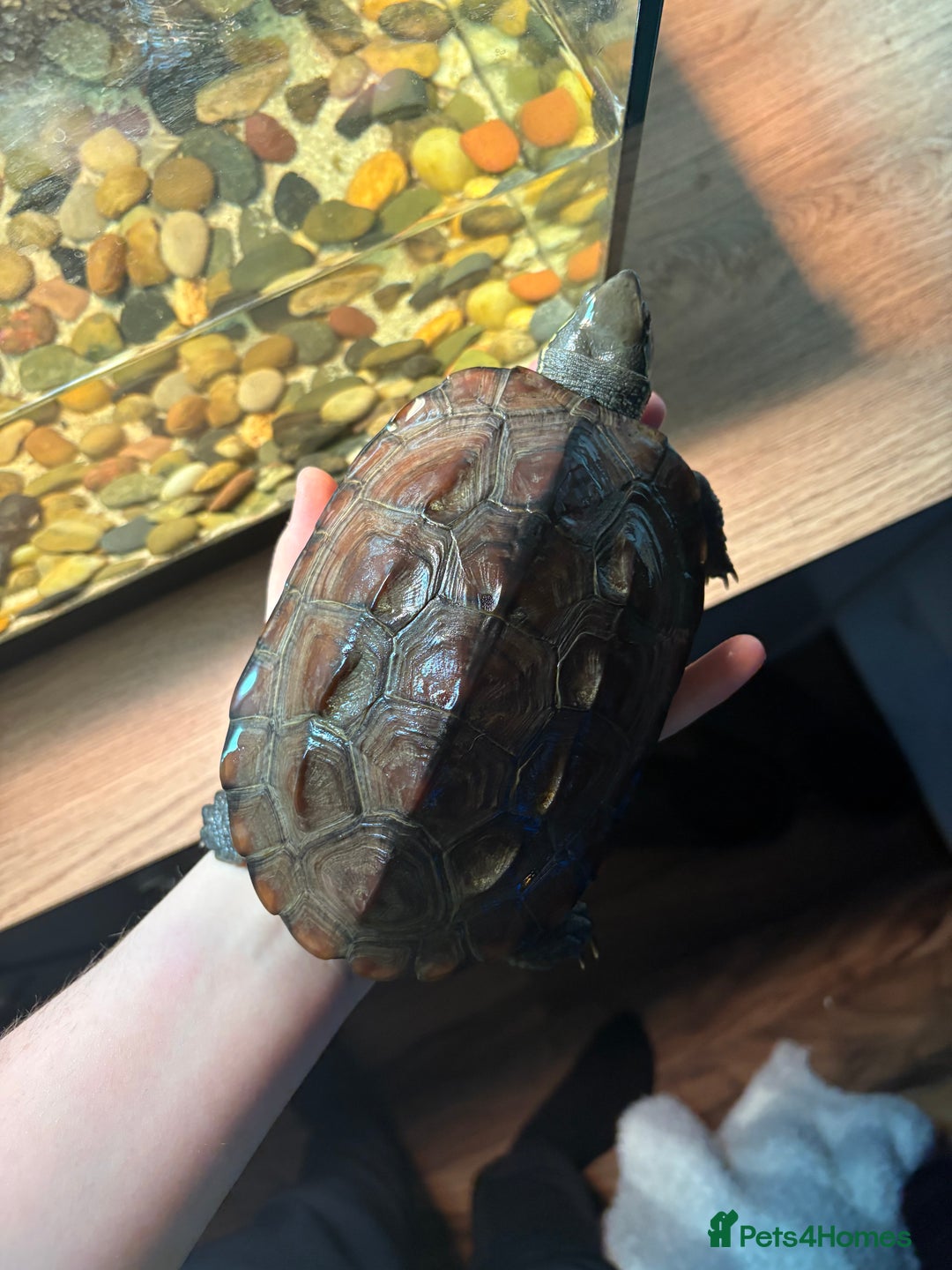 Turtle reptiles for sale: Reeves turtle & enclosure  - Image 2