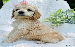 Cockapoo dogs for sale: Beautiful Mini Cockapoo Puppies - Image 6