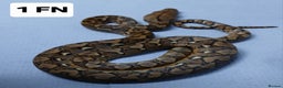 Python Snake reptiles for sale: Malayan Pythons Female - Advert 3