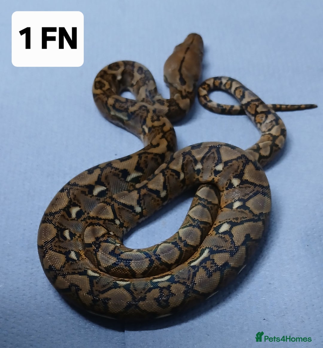 Python Snake reptiles for sale: Malayan Pythons Female - Advert 3