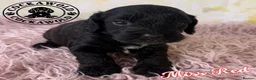 Cockapoo dogs for sale: 🩶 Outstanding Merle F1 Cockapoo Puppies 🖤 - Advert 28