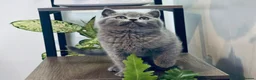 British Shorthair cats for sale: 🐱 Beautiful British Shorthair Kittens for Sale 🐱 - Advert 2