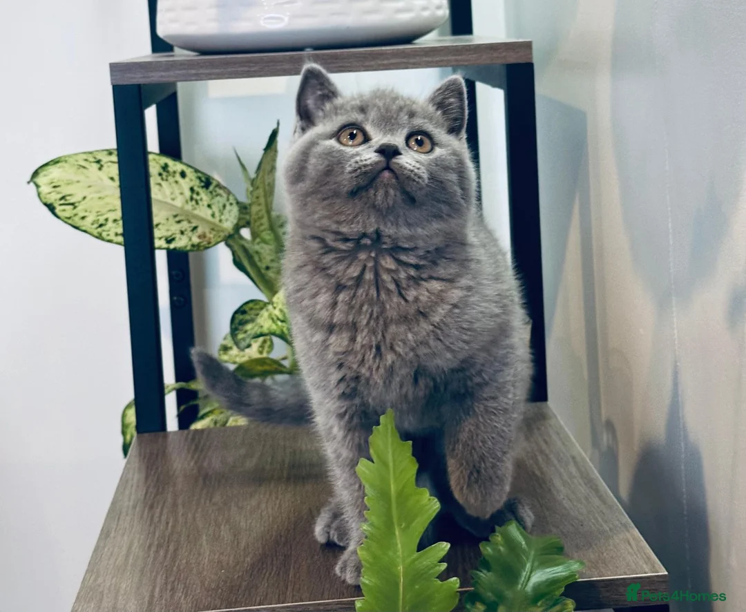 British Shorthair cats for sale: 🐱 Beautiful British Shorthair Kittens for Sale 🐱 - Advert 2