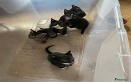 Siamese cats for sale: Siamese mix ragamuffin kittens  - Image 2