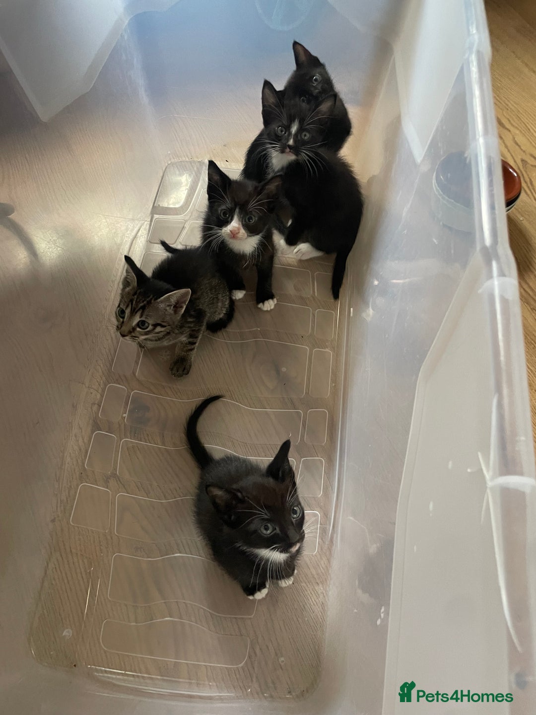 Siamese cats for sale: Siamese mix ragamuffin kittens  - Image 2