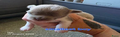 Chihuahua 2