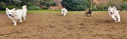 White Swiss Shepherd dogs for sale: A stunning big KC Reg White Swiss Shepherd 4 sale - Advert 9