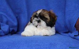 Shih Tzu dogs for sale: Beautiful Shih Tzu Puppies - Image 8