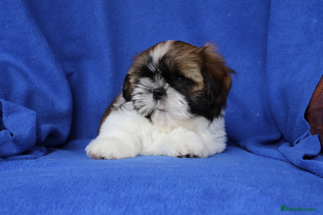 Shih Tzu dogs for sale: Beautiful Shih Tzu Puppies - Image 8