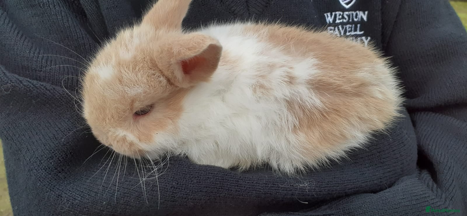 Mini Lop rabbits Mini lop babies  - Advert 1