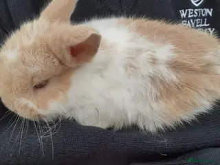 Mini Lop rabbits Mini lop babies - Advert 1