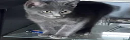 Mixed Breed cats for sale: Beautiful kittens for sale  - Advert 31