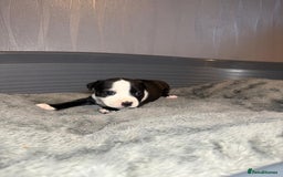 Staffordshire Bull Terrier dogs for sale: Staffordshire bull terrier puppy’s  - Image 18