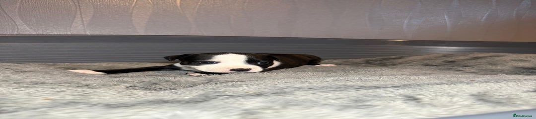 Staffordshire Bull Terrier Puppy 6