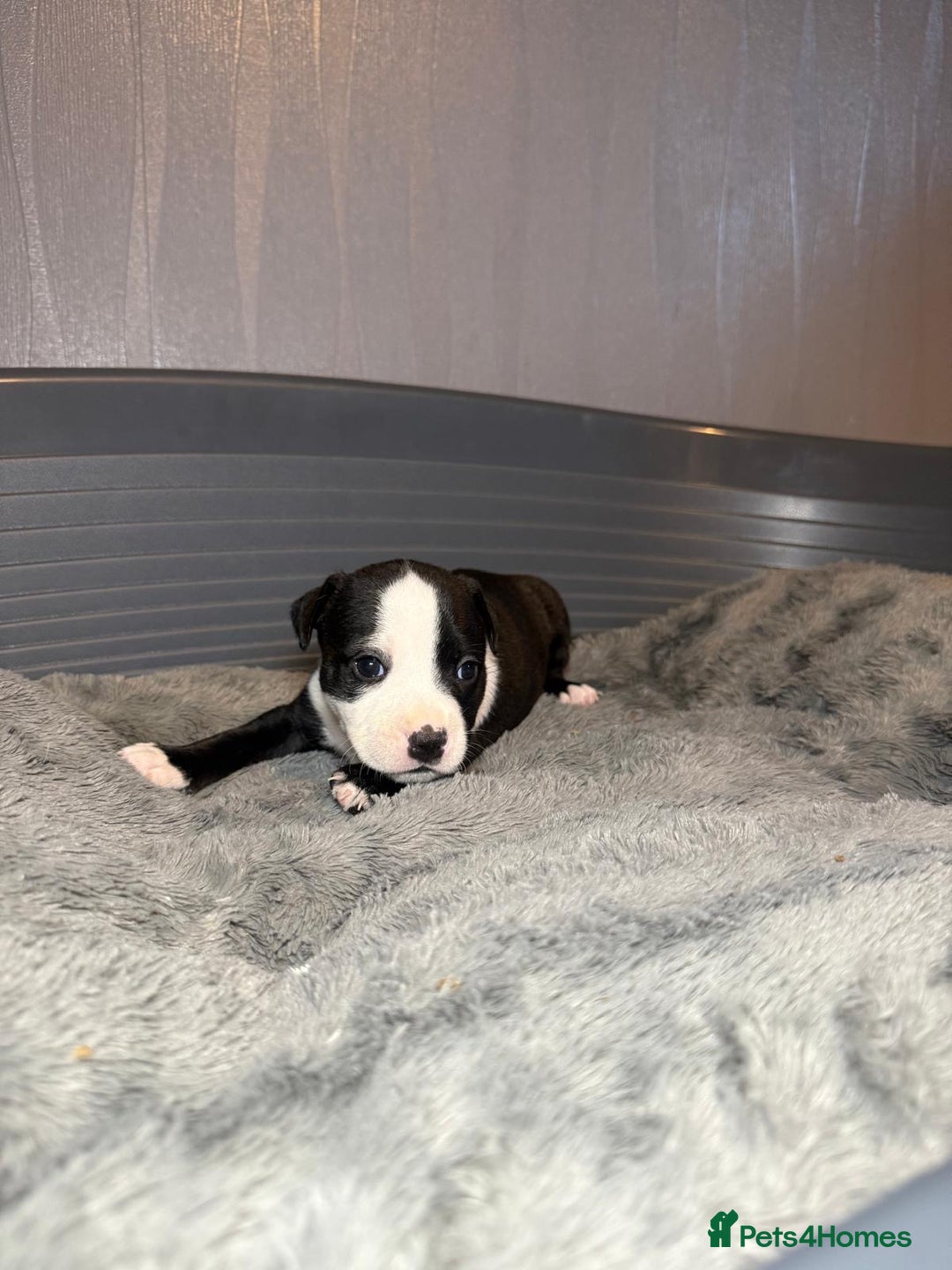 Staffordshire Bull Terrier dogs for sale: Staffordshire bull terrier puppy’s  - Image 18