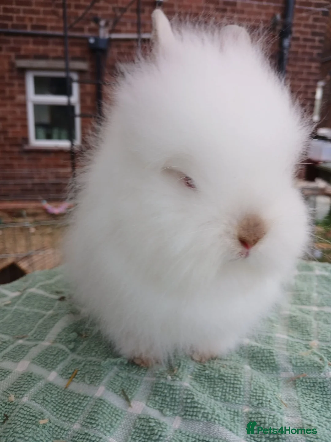Lionhead rabbits for sale: Beautiful DM Lionheads  - Advert 1