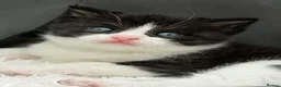 Mixed Breed cats for sale: Scottishfold mixbreed - Advert 8